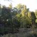 Pond