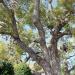 Chandelier Tree in Los Angeles, California city