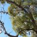 Chandelier Tree in Los Angeles, California city