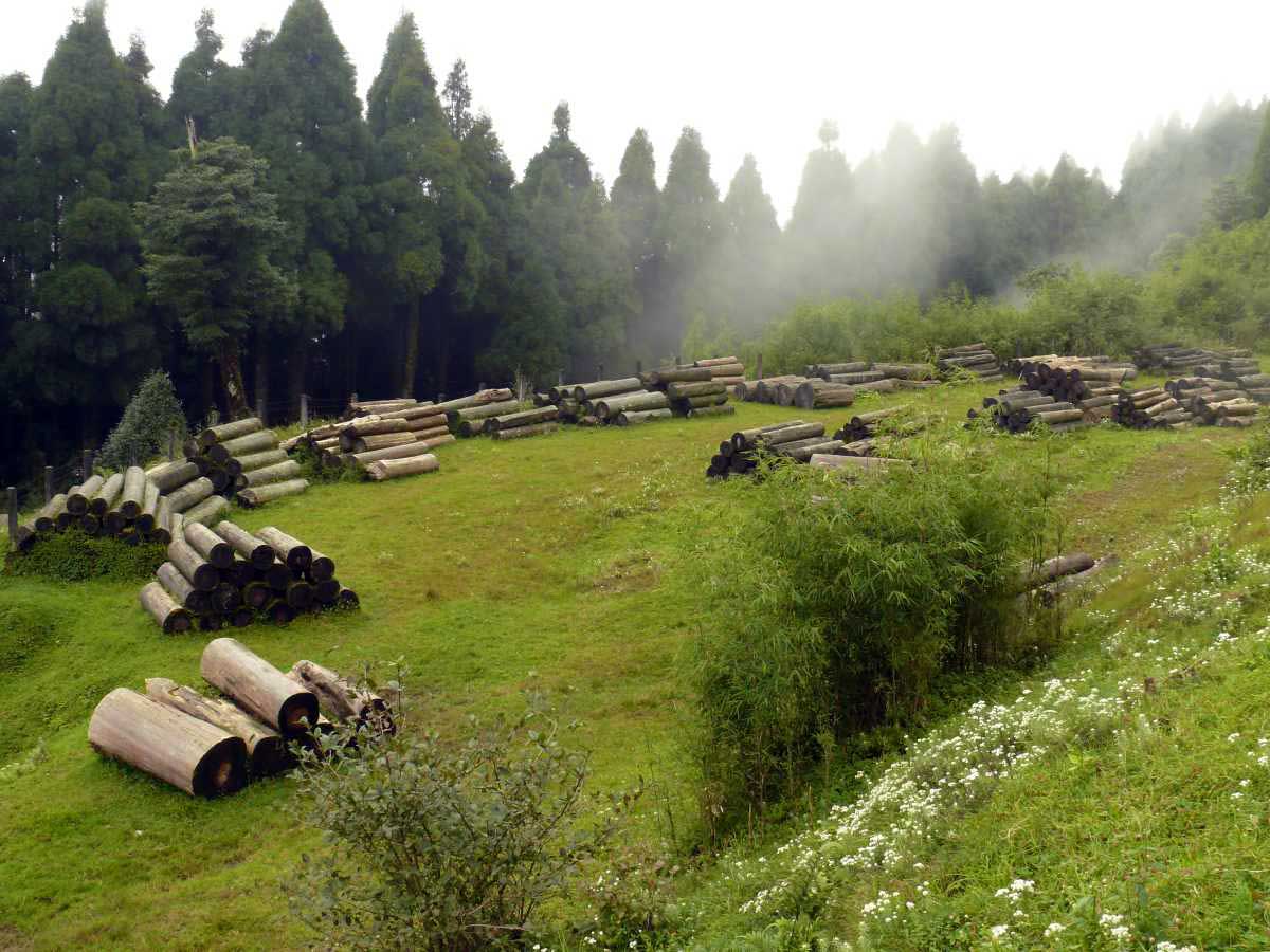 Wood Auction Ground Chataidhura