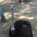 Dirty ostrich paddock
