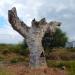 Колоритное мёртвое дерево в городе Авсаллар