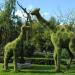Клумба «Жирафы» в городе Красноярск