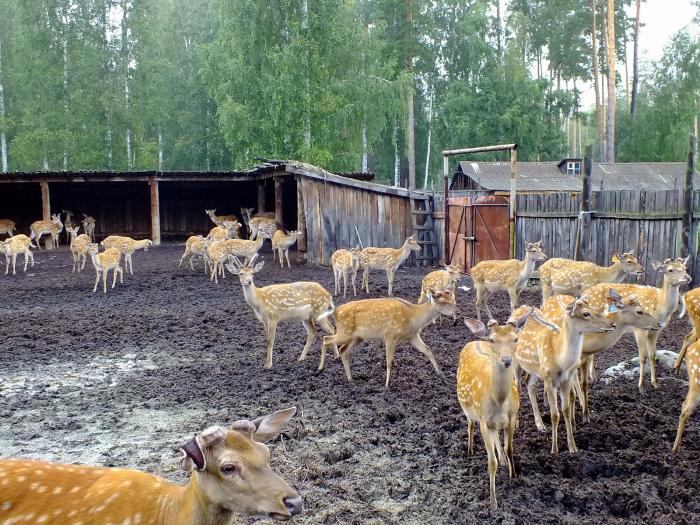 Оленеферма в окрестностях Ижевска. Кто там живет и чем …