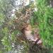 Dutta Family Mondir in Keshiary city