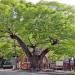 Protected 670 Year Old Village Tree