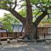 Protected 670 Year Old Village Tree