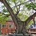 Protected 670 Year Old Village Tree