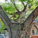 Protected 670 Year Old Village Tree