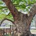 Protected 670 Year Old Village Tree