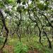 Dancing oak forest