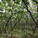 Dancing oak forest