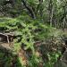 Dancing oak forest