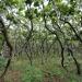 Dancing oak forest