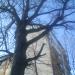Вікове дерево дуба звичайного (uk) in Ivano-Frankivsk city