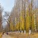 Аллея в городе Саратов