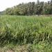 Anjilakadavu Call Field