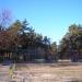 Участок хвойного леса в городе Киев