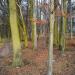 Park Pozorty in Olsztyn city