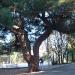 Aleppo Pine in Stara Zagora city