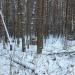 Лесопарковая зона в городе Подольск
