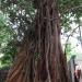 sree athreeswarar temple ,sivasailam, atheechwaram