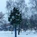 Светофорное дерево (ru) in Penza city