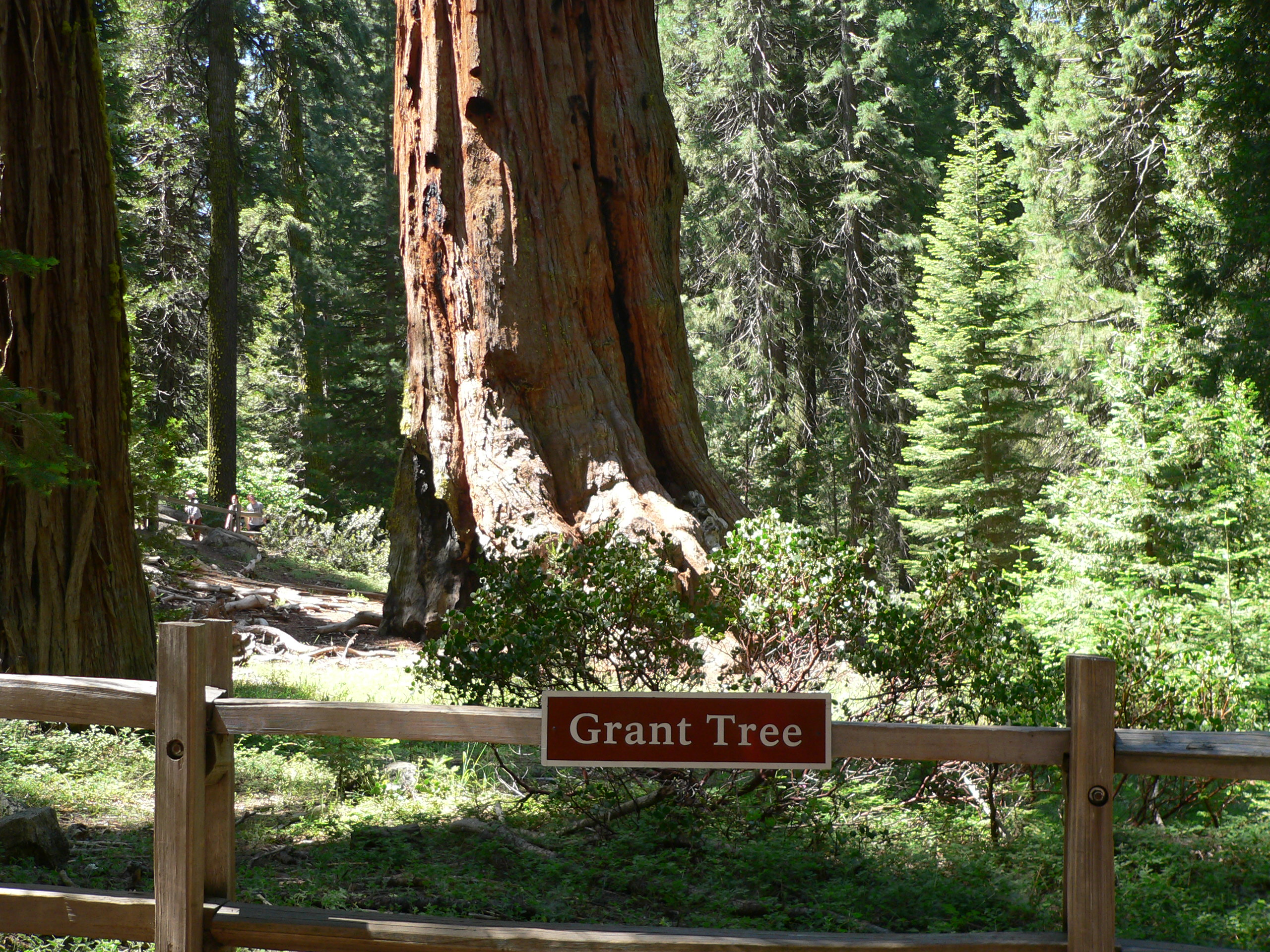 General Grant Tree