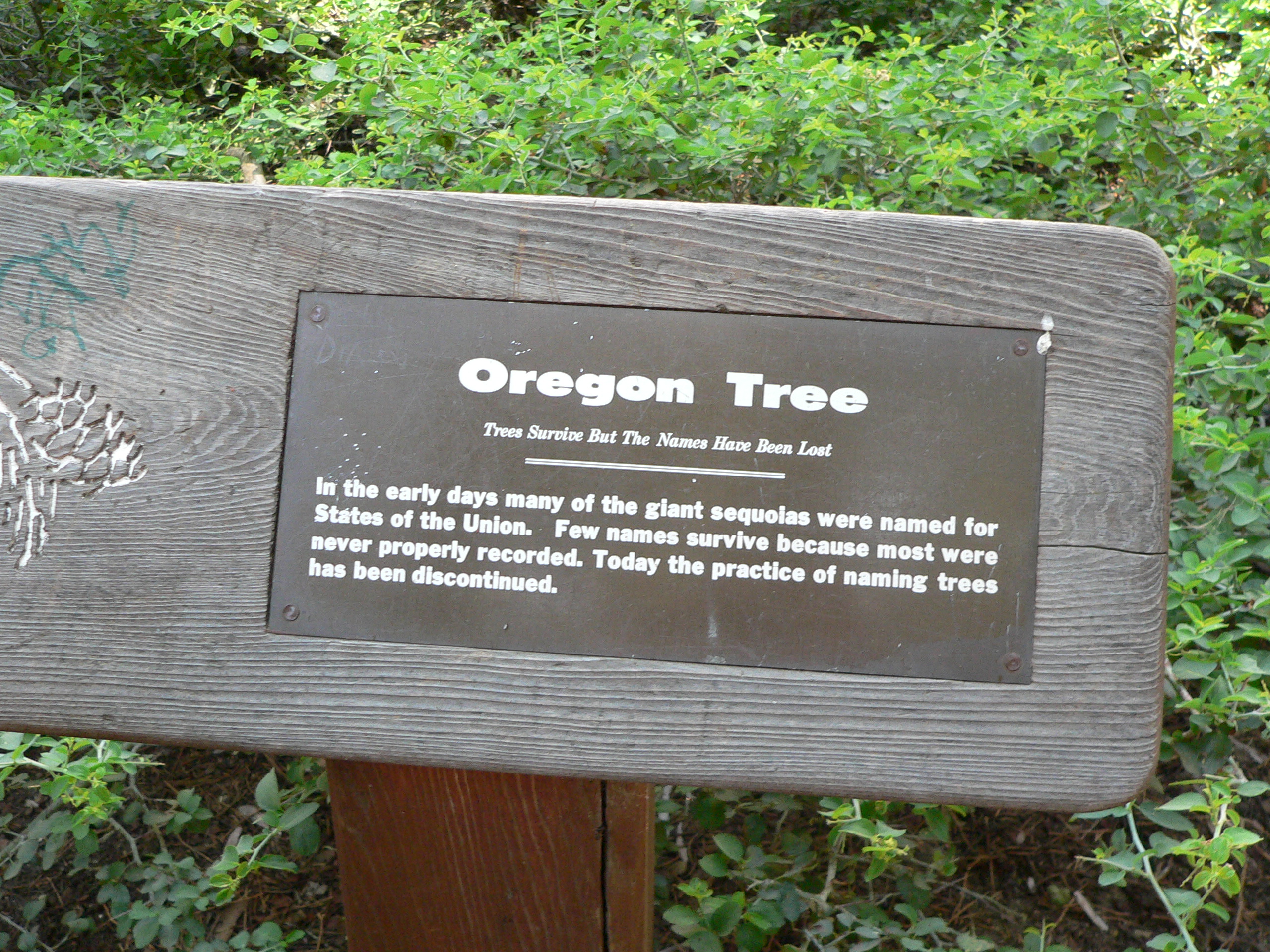Oregon Tree