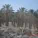 Date palm plantations and water melon fields