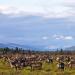 Great Kobuk Sand Dunes