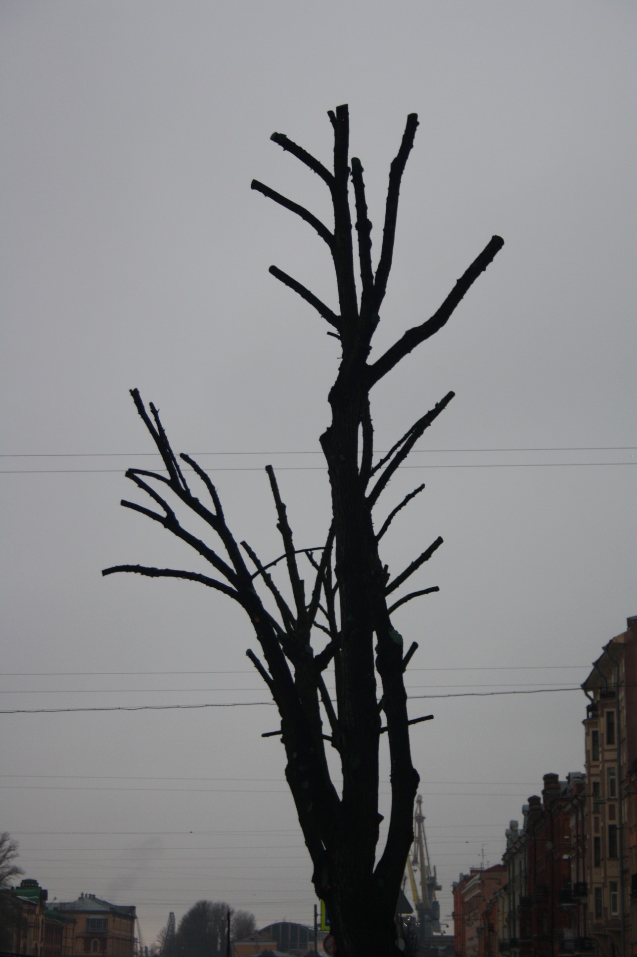 деревья в санкт петербурге