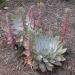 Dudleya Brittonii