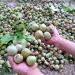 Walnut orchards, plums and apples, the northern city of Maragheh