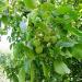 Walnut orchards, plums and apples, the northern city of Maragheh