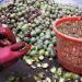 Walnut orchards, plums and apples, the northern city of Maragheh