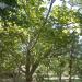 Walnut orchards, plums and apples, the northern city of Maragheh