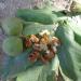 Walnut orchards, plums and apples, the northern city of Maragheh