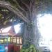 Buddha Tree/Священное дерево in Pattaya City city
