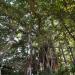 300 years old banyan tree