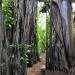 300 years old banyan tree