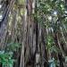 300 years old banyan tree