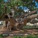 Старое дерево (old tree) (ru) in Netanya  city