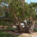 Старое дерево (old tree) (ru) in Netanya  city