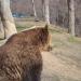 Bear Sanctuary Zarnesti