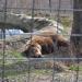 Bear Sanctuary Zarnesti