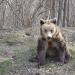 Bear Sanctuary Zarnesti