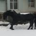 Малая архитектурная форма «Конь» в городе Москва