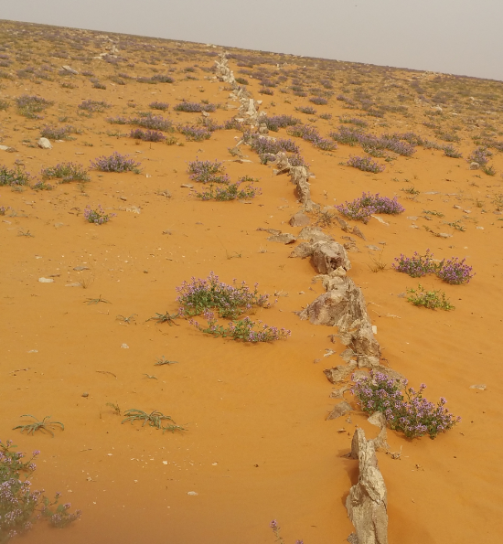 An ancient Irrigation system