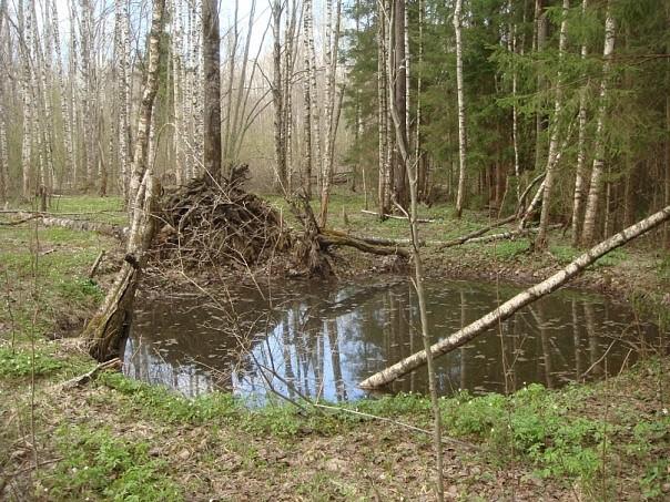 Огромная воронка